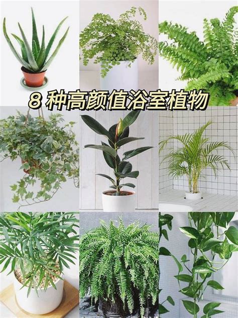 家中適合的植物|新手怎麼種都美！8種好養好看的室內植物推薦與佈置 